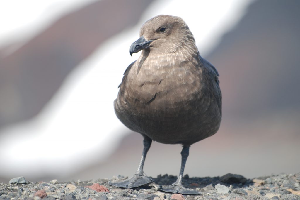 Deception Island, South Shetland Islands (Author: Adelina Geyer)