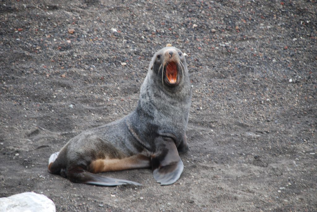 Deception Island, South Shetland Islands (Author: Adelina Geyer)